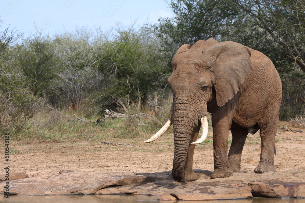 Fototapeta premium Afrikanischer Elefant / African elephant / Loxodonta africana