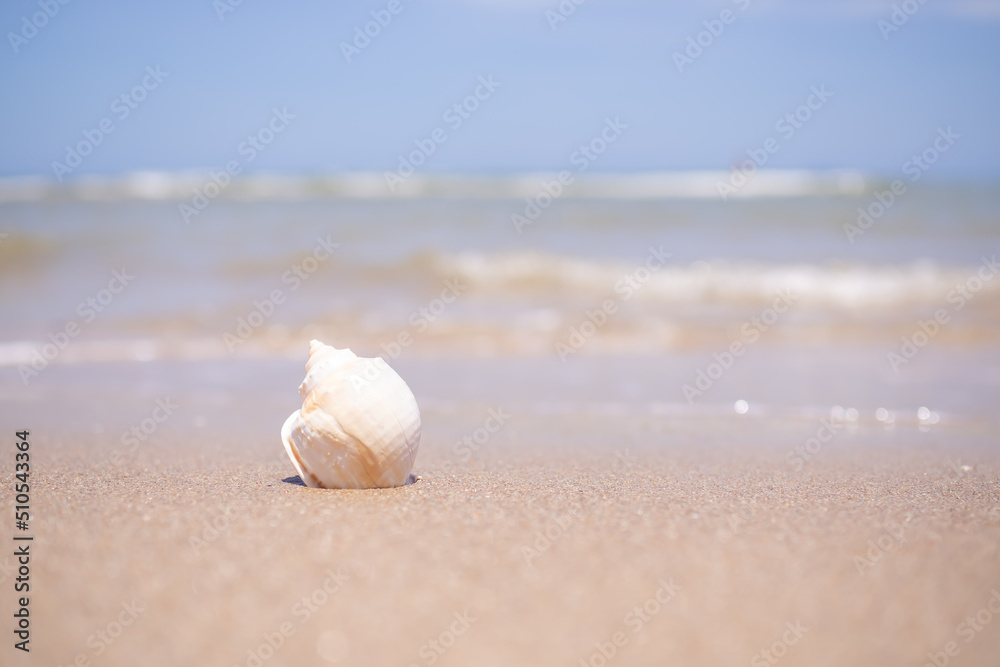 Seashell conch on white sand beach with blur image of blue sea and blue sky sunshine on day background. beautiful bokeh shore water. tourist ocean tropical. for travel summer season holidays. Seashell conch on white sand beach with blur image of blue sea and blue sky sunshine on day background. beautiful bokeh shore water. tourist ocean tropical. for travel summer season holidays.