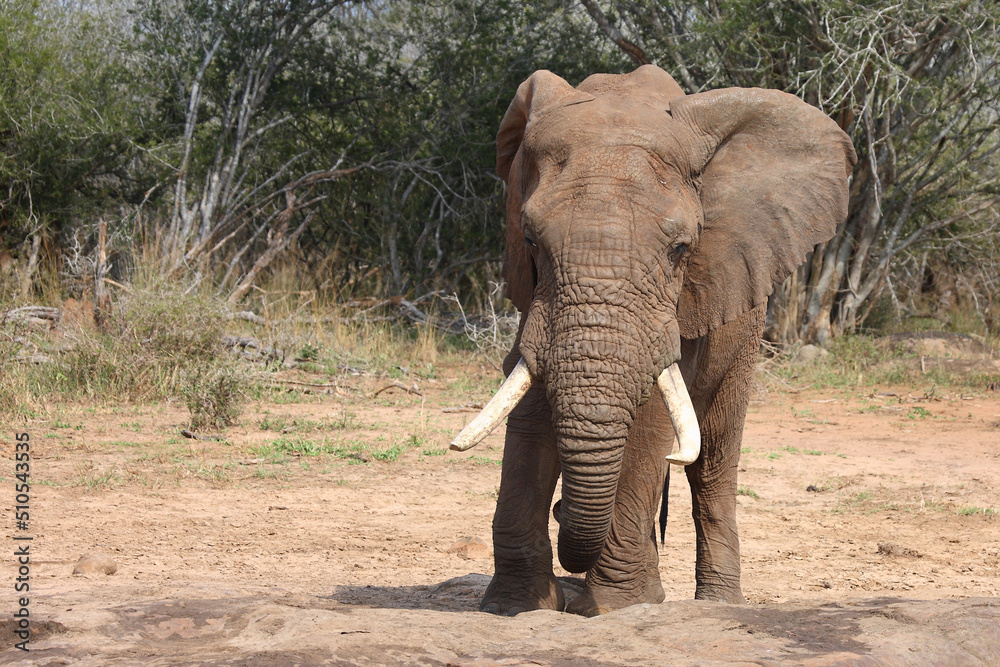 Obraz premium Afrikanischer Elefant / African elephant / Loxodonta africana