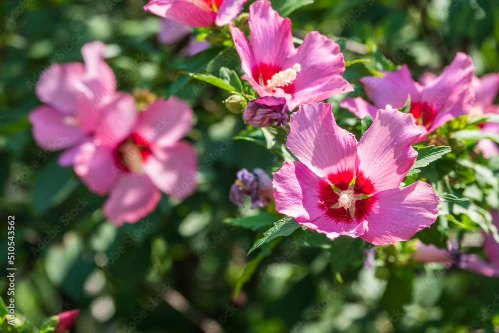 Pink flowers of Hibiscus moscheutos plant close-up. Hibiscus moscheutos, swamp hibiscus,