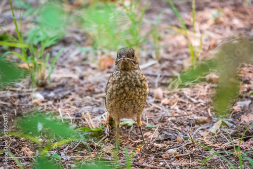 The common redstart, Phoenicurus phoenicurus, young bird, is sitting on a ground against a blurred background.