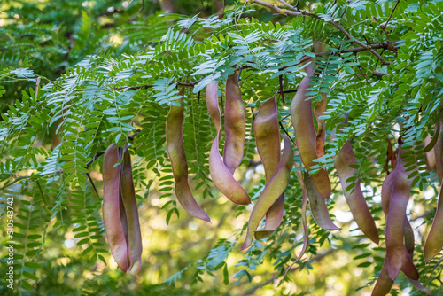 Acacia leaves with a pattern and long green pods with seeds on a blurred background of. Fresh foliage and branches in the park. photo