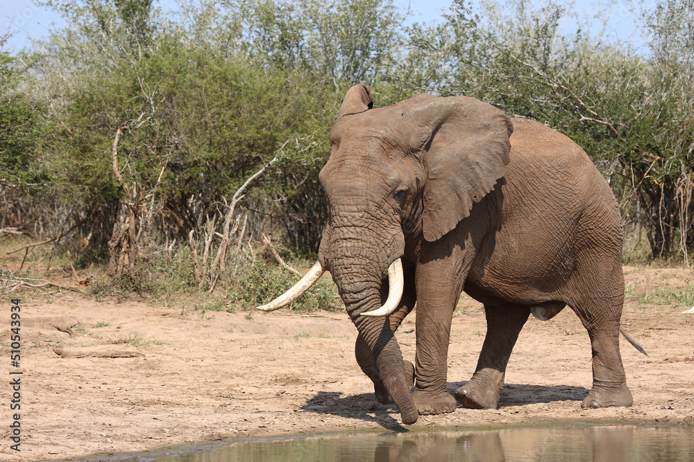 Afrikanischer Elefant / African elephant / Loxodonta africana Afrikanischer Elefant / African elephant / Loxodonta africana