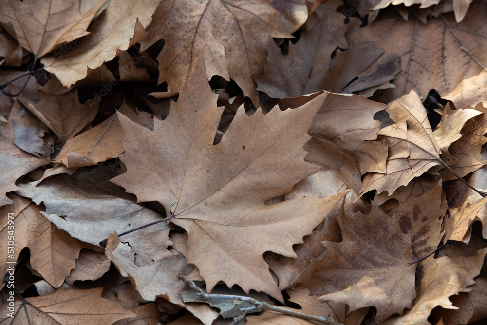 fallen autumn leaf
