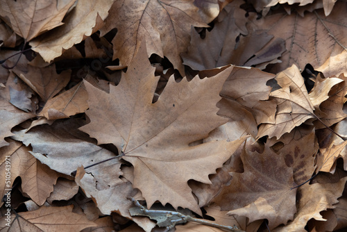 fallen autumn leaf