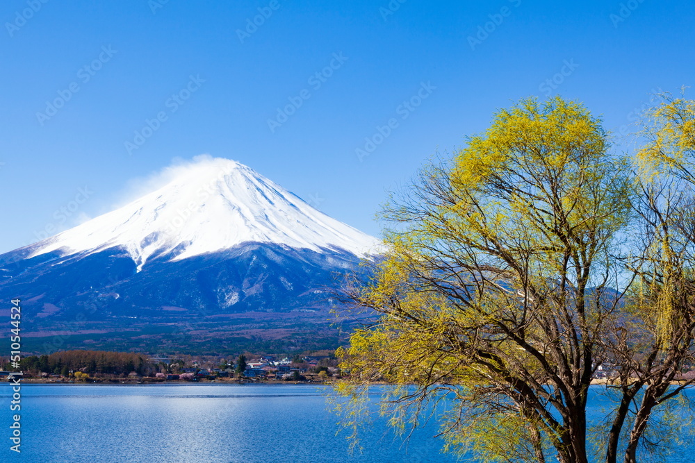 富士山と新緑の柳　山梨県河口湖にて