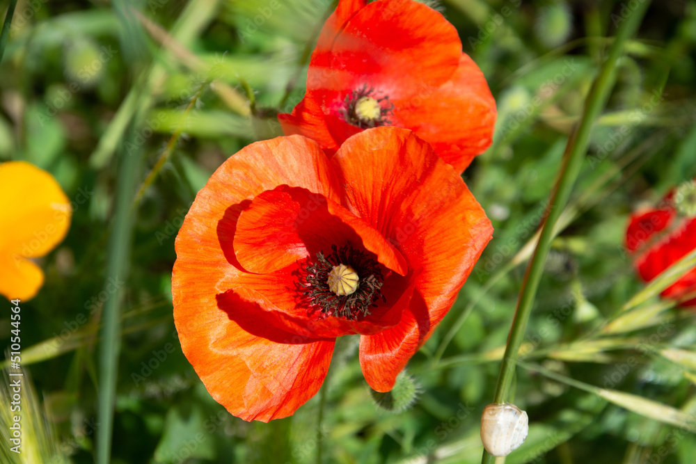 Red poppy blossoms