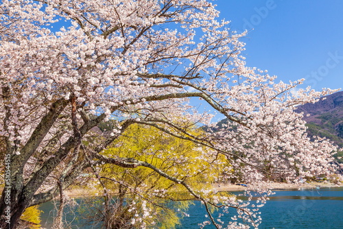 満開の桜 山梨県河口湖にて
