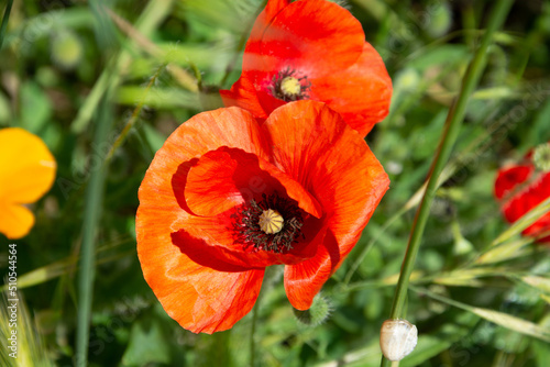 Obraz na płótnie Red poppy blossoms w salonie