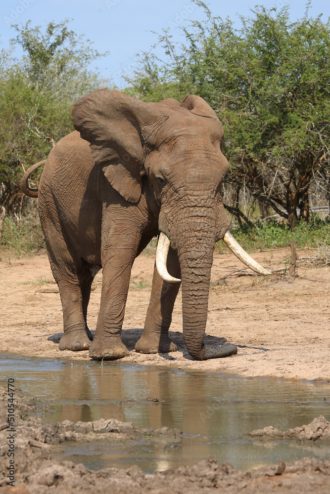 Fototapeta premium Afrikanischer Elefant / African elephant / Loxodonta africana