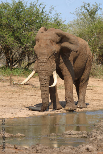 Afrikanischer Elefant   African elephant   Loxodonta africana