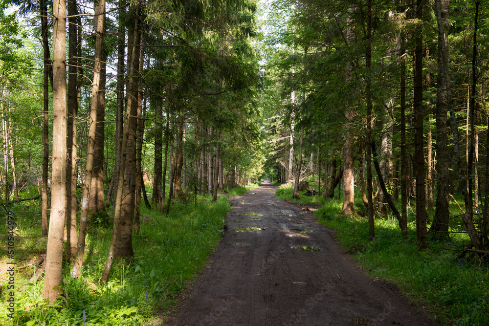 Fototapeta premium trail in the coniferous forest