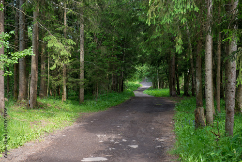 trail in the coniferous forest