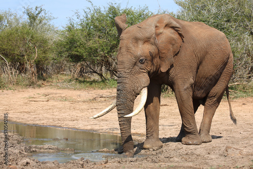 Afrikanischer Elefant   African elephant   Loxodonta africana