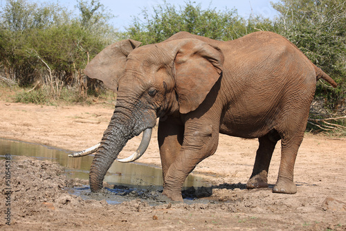 Afrikanischer Elefant   African elephant   Loxodonta africana