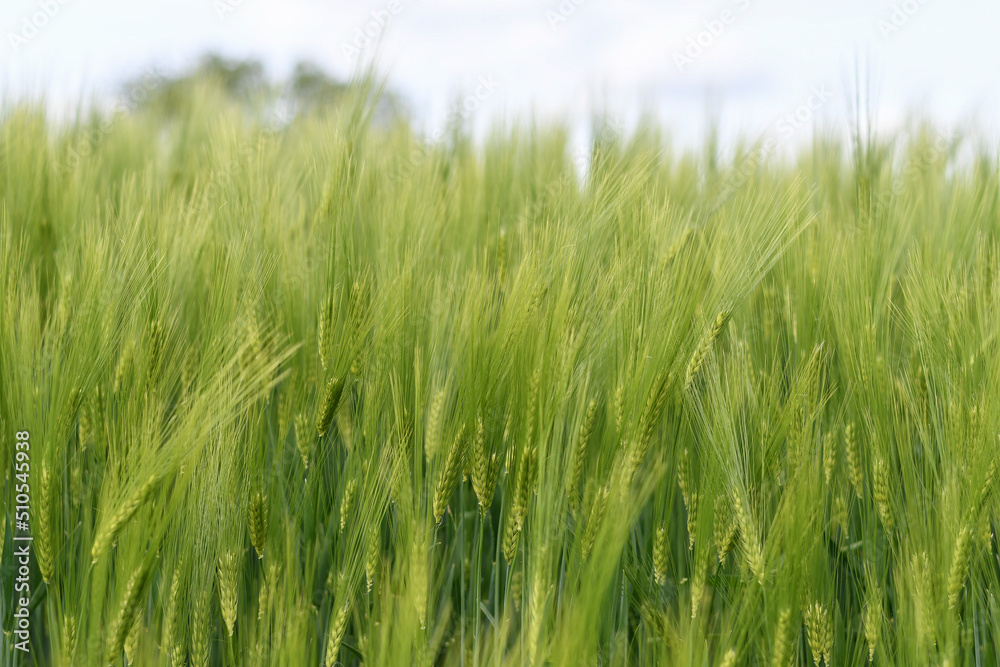 Green cereal field at spring with ripening ears of wheat. Selective focus. Low DOF Green cereal field at spring with ripening ears of wheat. Selective focus. Low DOF