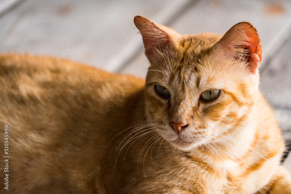 Cats that live on Khai Island, Phuket Thailand. Cats that live on Khai Island, Phuket Thailand.