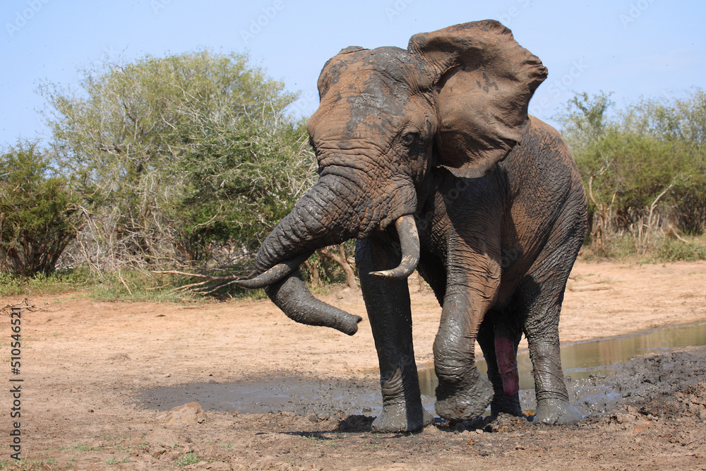 Fototapeta premium Afrikanischer Elefant / African elephant / Loxodonta africana
