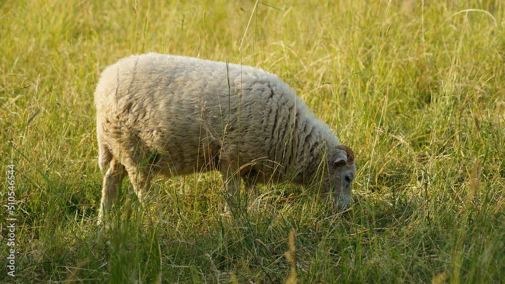 sheep and lambs