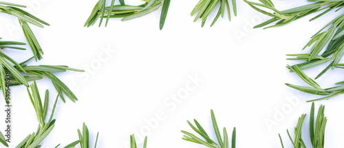 Fototapeta Naklejka Na Ścianę i Meble -  green leaves rosemary close up frame on white  background top view.Banner. Copy space. 