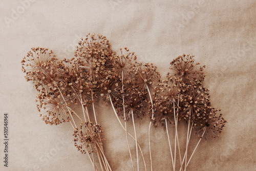 Dry flowers allium pattern vintage toned on beige background  top view. Floral card. Poster. Boho style. photo