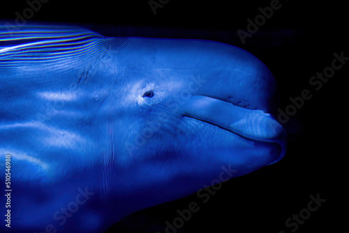 Canvastavla beluga aquarium close up detail