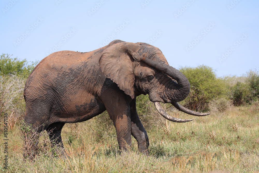 Fototapeta premium Afrikanischer Elefant / African elephant / Loxodonta africana