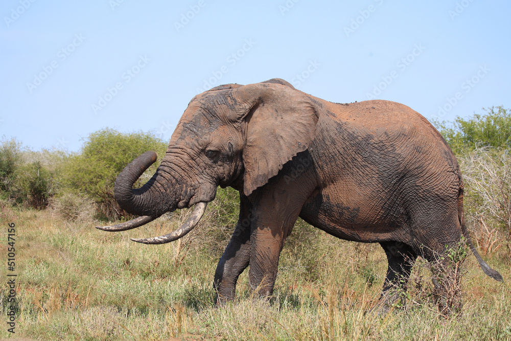 Naklejka premium Afrikanischer Elefant / African elephant / Loxodonta africana