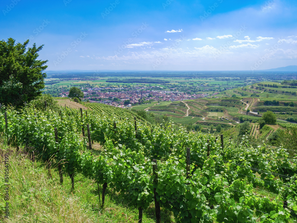 vineyard near Ihringen