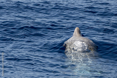 cuvier beaked whale in mediterranean ligurian sea photo