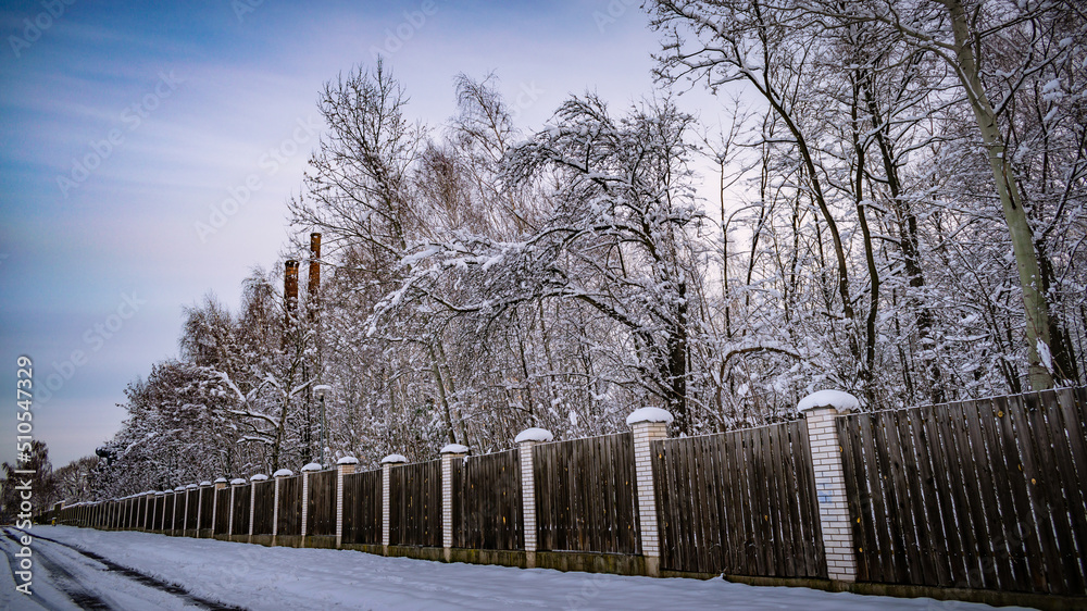 trees covered with snow