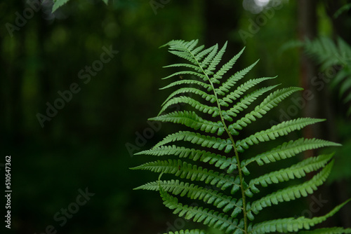 Beautiful fern leaf texture in nature. Natural ferns background Fern leaves Close up ferns nature.