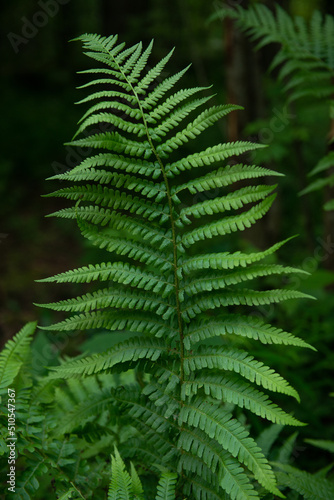 Beautiful fern leaf texture in nature. Natural ferns background Fern leaves Close up ferns nature.