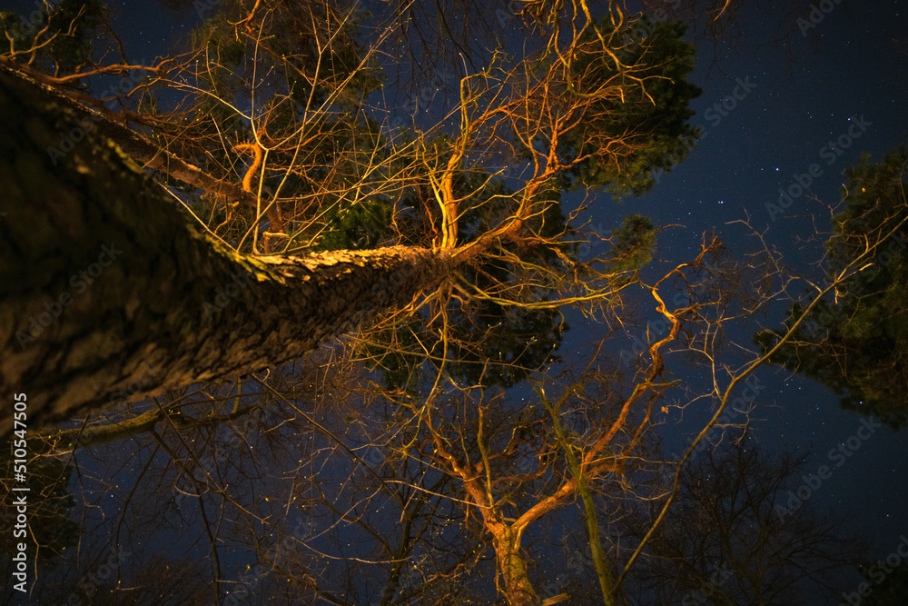 night in the park