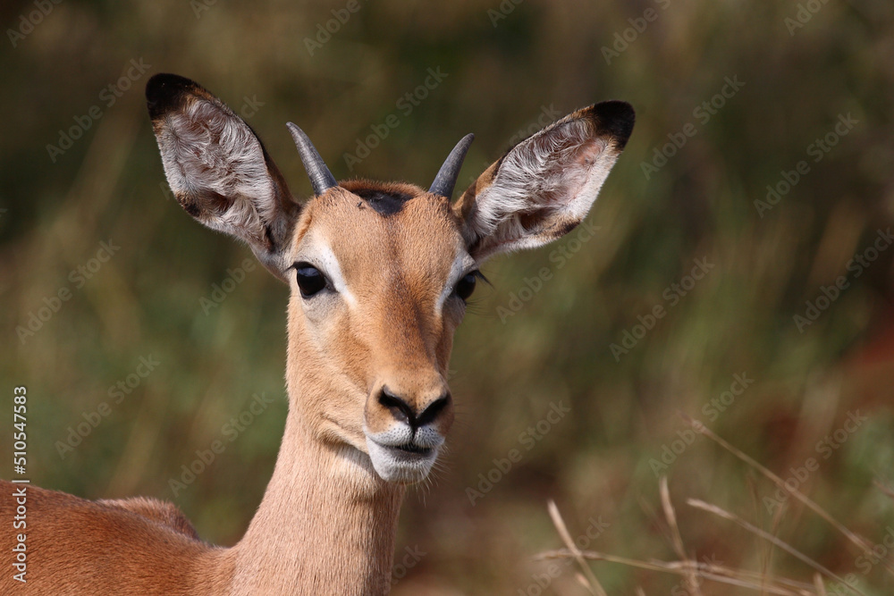 Schwarzfersenantilope / Impala / Aepyceros melampus. Schwarzfersenantilope / Impala / Aepyceros melampus.