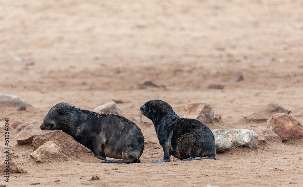 Fototapeta premium Two young seals straddling along the beach. Skeleton Coast, Namibia.