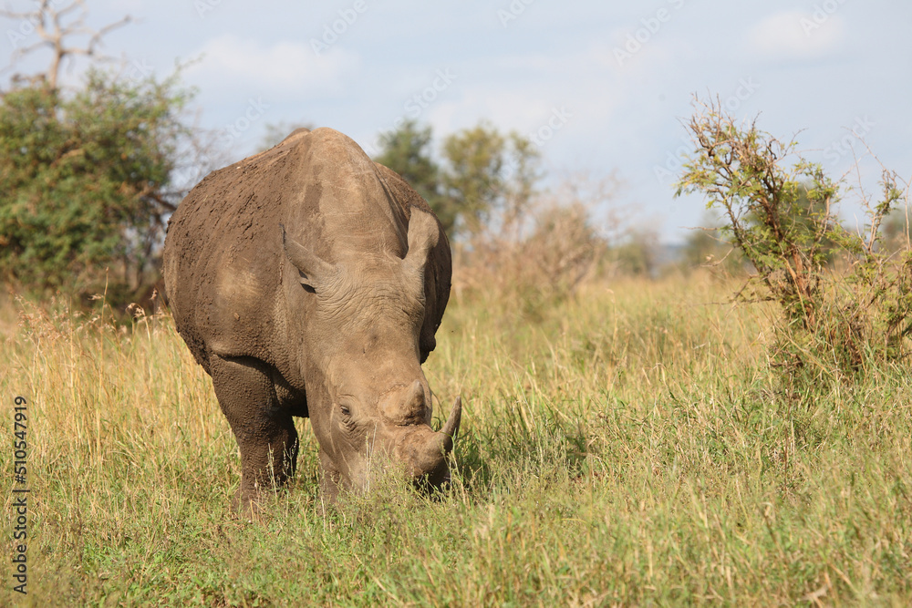 Breitmaulnashorn / Square-lipped rhinoceros / Ceratotherium simum Breitmaulnashorn / Square-lipped rhinoceros / Ceratotherium simum