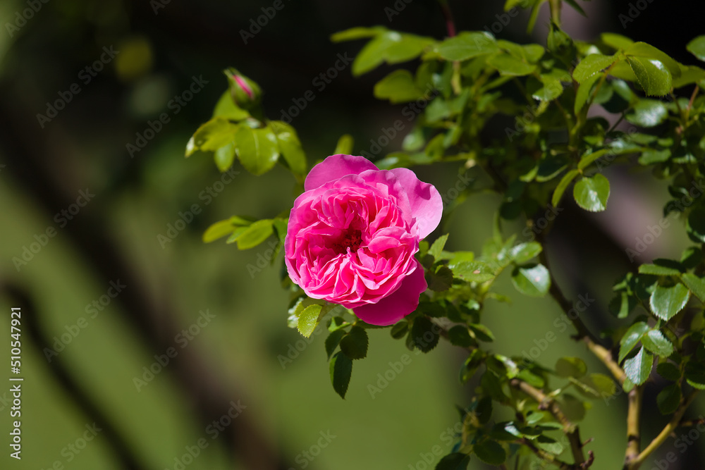 Pink rose (flower) blooming in the garden in late spring. Pink rose (flower) blooming in the garden in late spring.