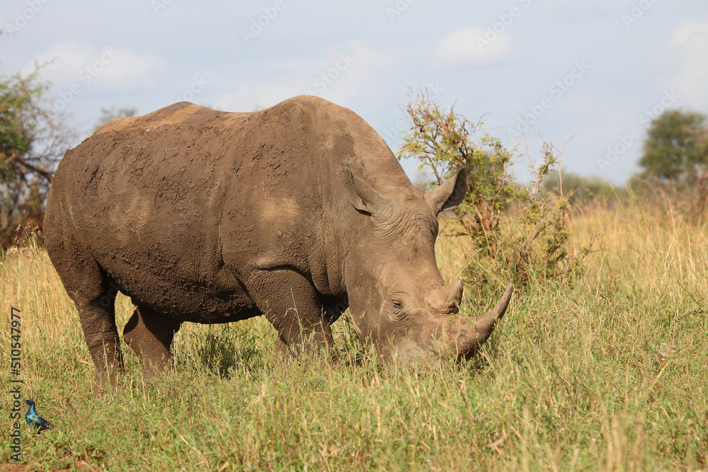Breitmaulnashorn / Square-lipped rhinoceros / Ceratotherium simum Breitmaulnashorn / Square-lipped rhinoceros / Ceratotherium simum