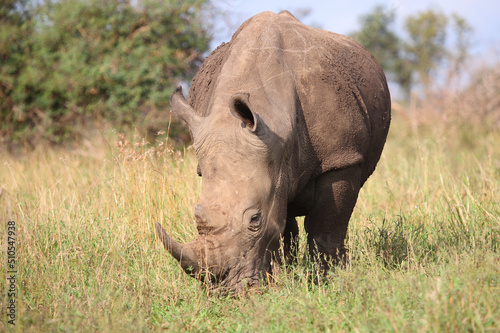 Breitmaulnashorn   Square-lipped rhinoceros   Ceratotherium simum