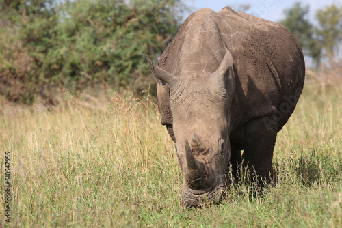 Breitmaulnashorn   Square-lipped rhinoceros   Ceratotherium simum