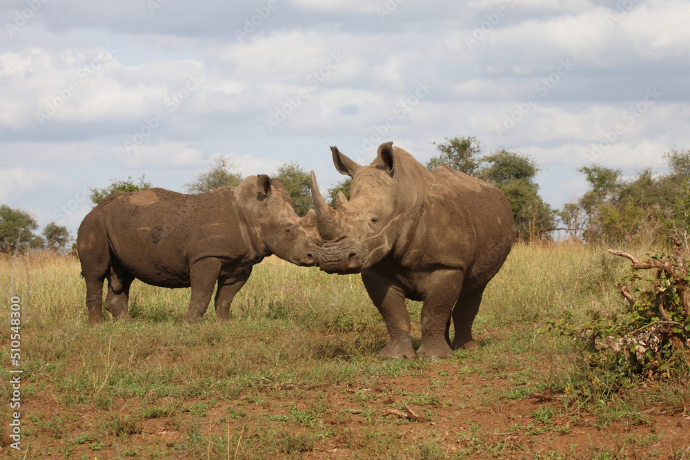 Breitmaulnashorn / Square-lipped rhinoceros / Ceratotherium simum Breitmaulnashorn / Square-lipped rhinoceros / Ceratotherium simum