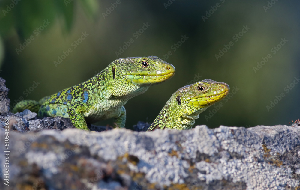 Couple of ocellated lizards (Timon lepidus) standing on a rock. Male and female reptiles mating. Beautiful and colorful green and blue lizards from Spain in natural mediterranean environment.