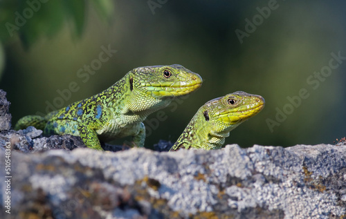 Vászonkép Couple of ocellated lizards (Timon lepidus) standing on a rock