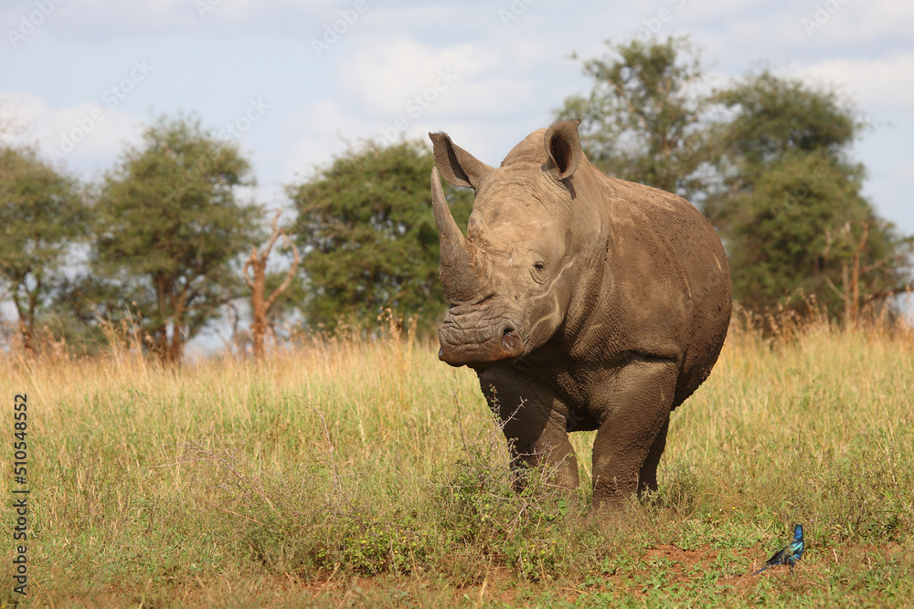 Breitmaulnashorn und Riesenglanzstar / Square-lipped rhinoceros and Burchell's starling / Ceratotherium simum et Lamprotornis australis Breitmaulnashorn und Riesenglanzstar / Square-lipped rhinoceros and Burchell's starling / Ceratotherium simum et Lamprotornis australis