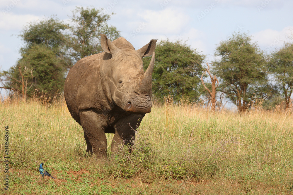 Obraz premium Breitmaulnashorn und Riesenglanzstar / Square-lipped rhinoceros and Burchell's starling / Ceratotherium simum et Lamprotornis australis