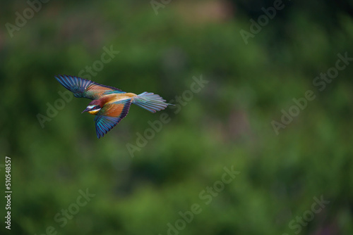 European bee-eater (Merops Apiaster) in natural habitat. © Ali Tellioglu
