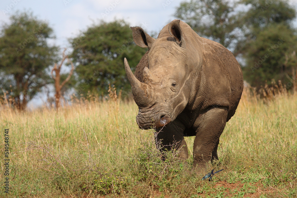 Breitmaulnashorn / Square-lipped rhinoceros / Ceratotherium simum Breitmaulnashorn / Square-lipped rhinoceros / Ceratotherium simum