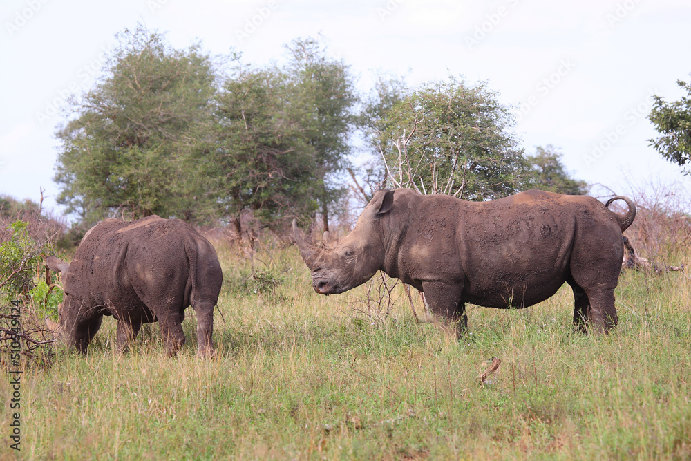 Breitmaulnashorn / Square-lipped rhinoceros / Ceratotherium simum Breitmaulnashorn / Square-lipped rhinoceros / Ceratotherium simum