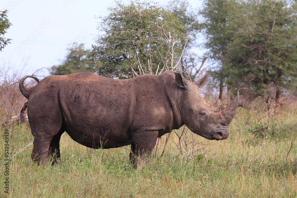 Breitmaulnashorn / Square-lipped rhinoceros / Ceratotherium simum Breitmaulnashorn / Square-lipped rhinoceros / Ceratotherium simum